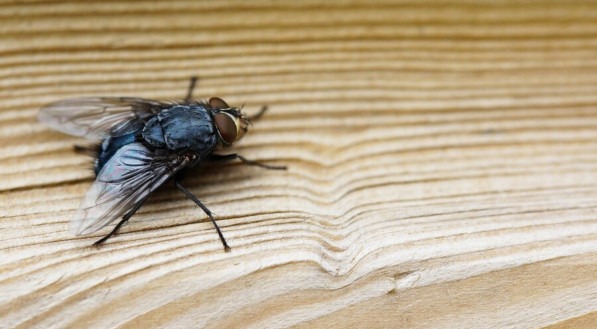Imagem ilustrativa de uma mosca 