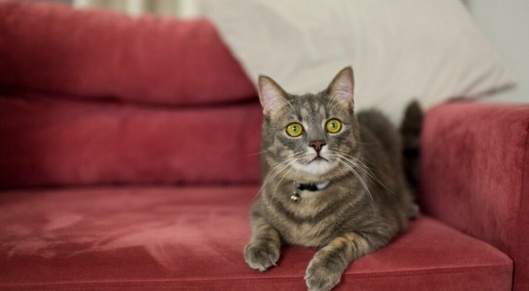 Imagem ilustrativa de um gato no sofá