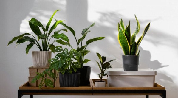 Imagem de plantas que gostam de sombra no interior de uma casa