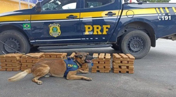 Imagem de pacotes de maconha atrás de cão farejador. No fundo, um veículo da Polícia Rodoviária Federal