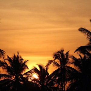 Imagem: Lindo pôr do sol por trás dos coqueiros, em Sirinhaém, na Praia de Guadalupe