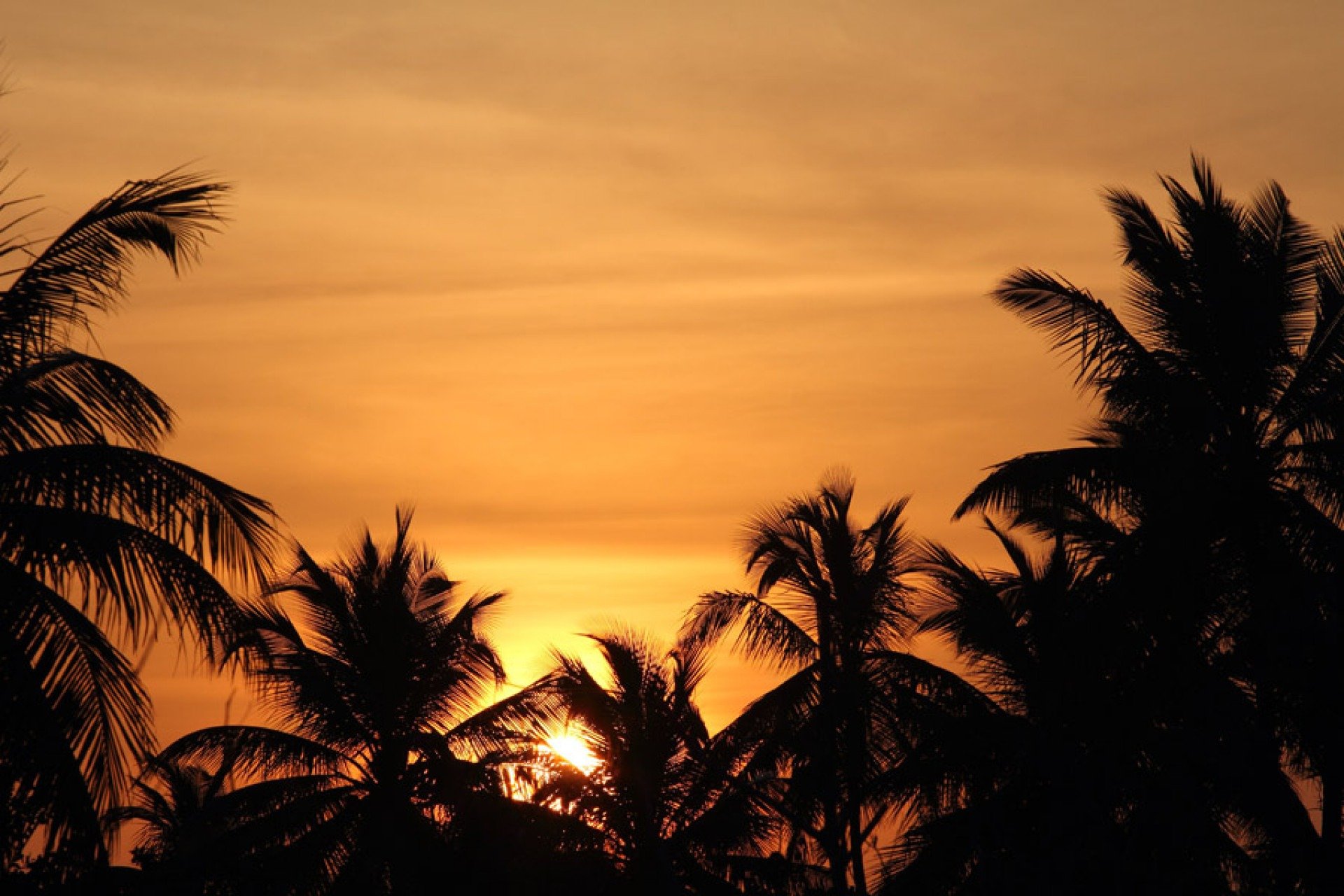 Imagem: Lindo pôr do sol por trás dos coqueiros, em Sirinhaém, na Praia de Guadalupe