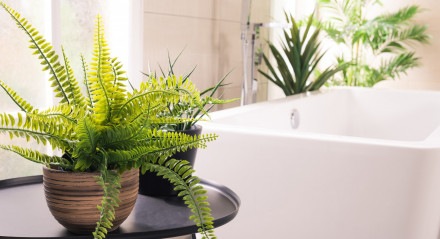 Imagem de samambaia no banheiro; a planta absorve umidade e ajuda a combeter o mofo
