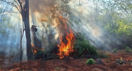 Plantação de maconha foi queimada em Carnaubeira da Penha