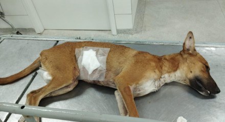 Cachorro esfaqueado foi operado no Hospital Veterinário do Recife