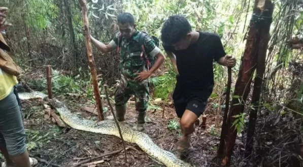 Mulher desaparecida é encontrada dentro de cobra píton de nove metros na Indonésia 