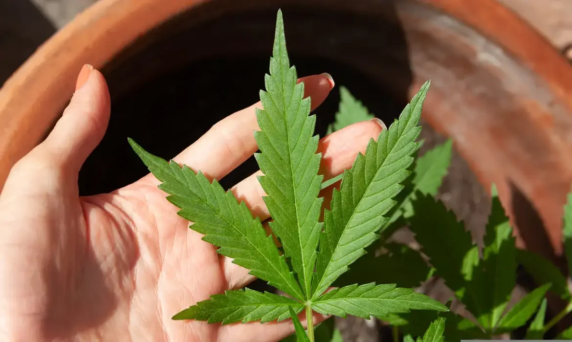 Decisão do STF não legalizou o porte da maconha