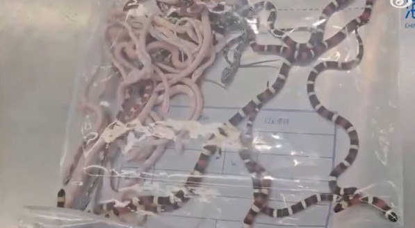 Cobras de várias espécies estavam em sacolas dentro da calça do contrabandista