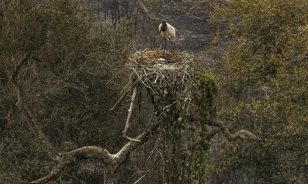 Incêndios afetaram até mesmo os tuiuiús, ave símbolo do bioma