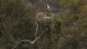 pantanal