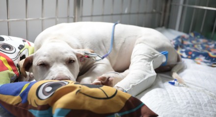 Cachorro Spike passou por uma cirurgia e está na UTI da clínica veterinária Pet Dream