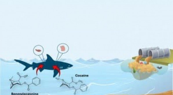 Ilustração da forma de contaminação do tubarão com a cocaína