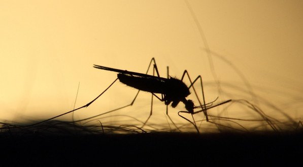 O vírus oropouche é transmitido ao ser humano por meio, principalmente, da picada de um inseto comumente conhecido como maruim