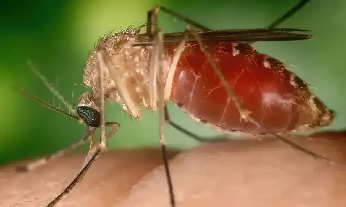 Opas eleva risco de febre do Oropouche nas Américas para alto