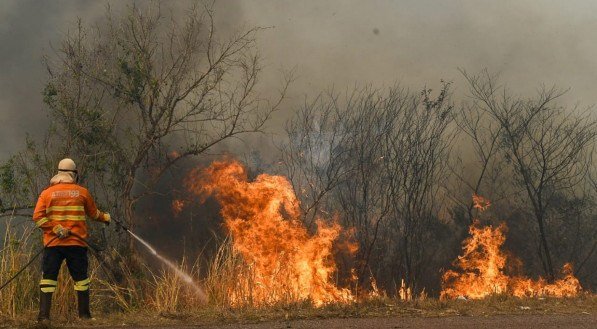 Tr&ecirc;s on&ccedil;as foram encontradas mortas devido ao fogo no Pantanal