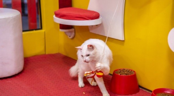 Feira promove a adoção responsável de gatos, apoio à ONG local e diversão para famílias no RioMar Recife