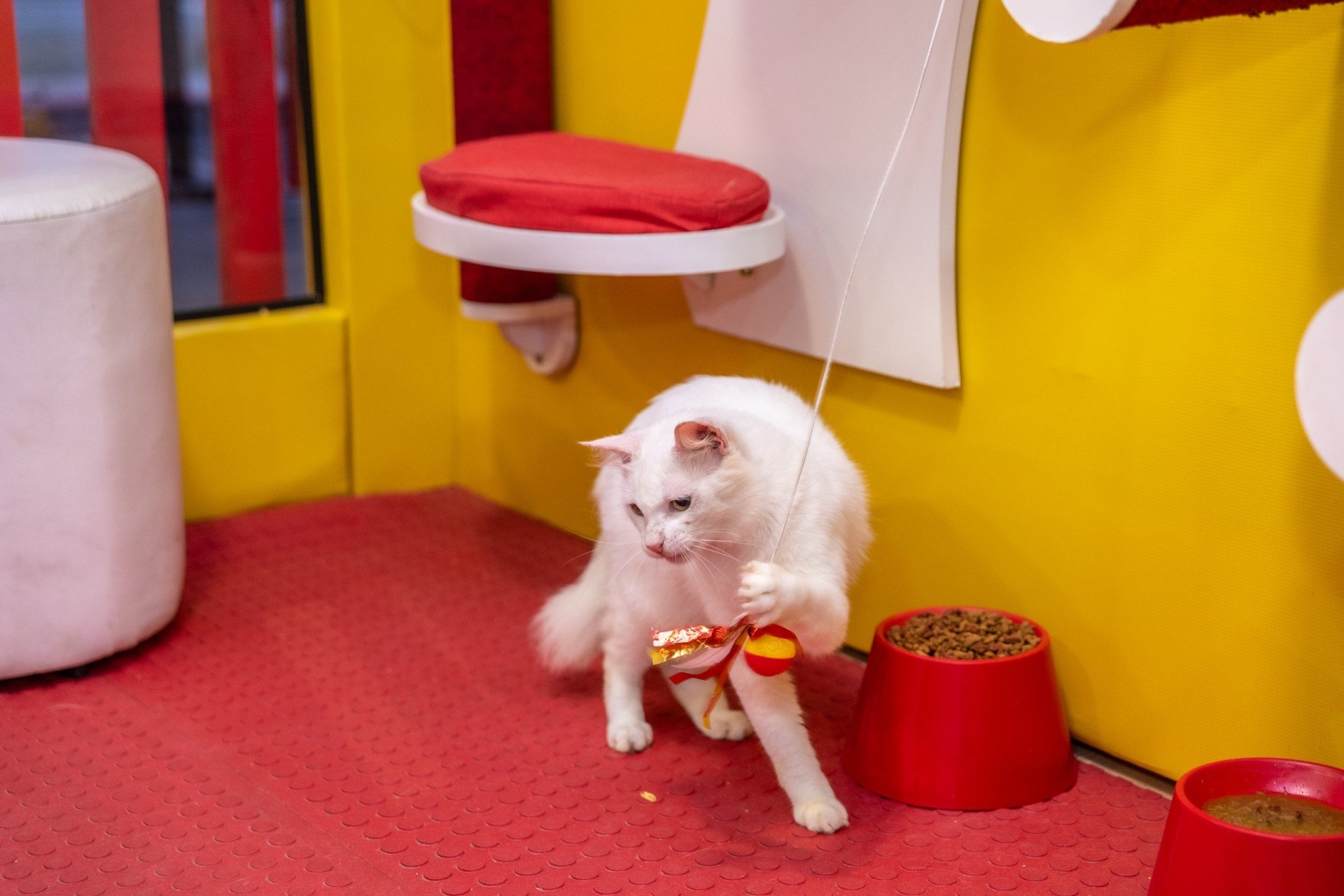 gatos