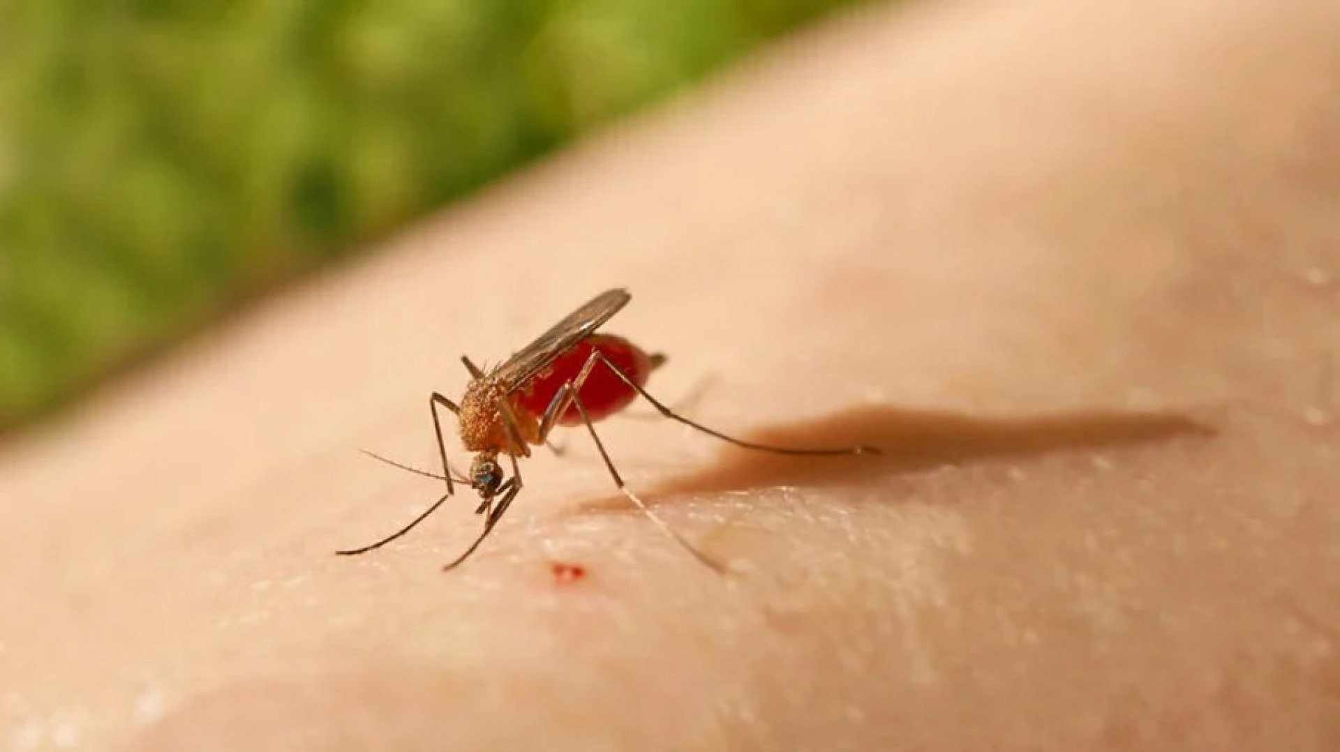 O mosquito do Maruim é um dos responsáveis pela transmissão da Febre do Oropouche