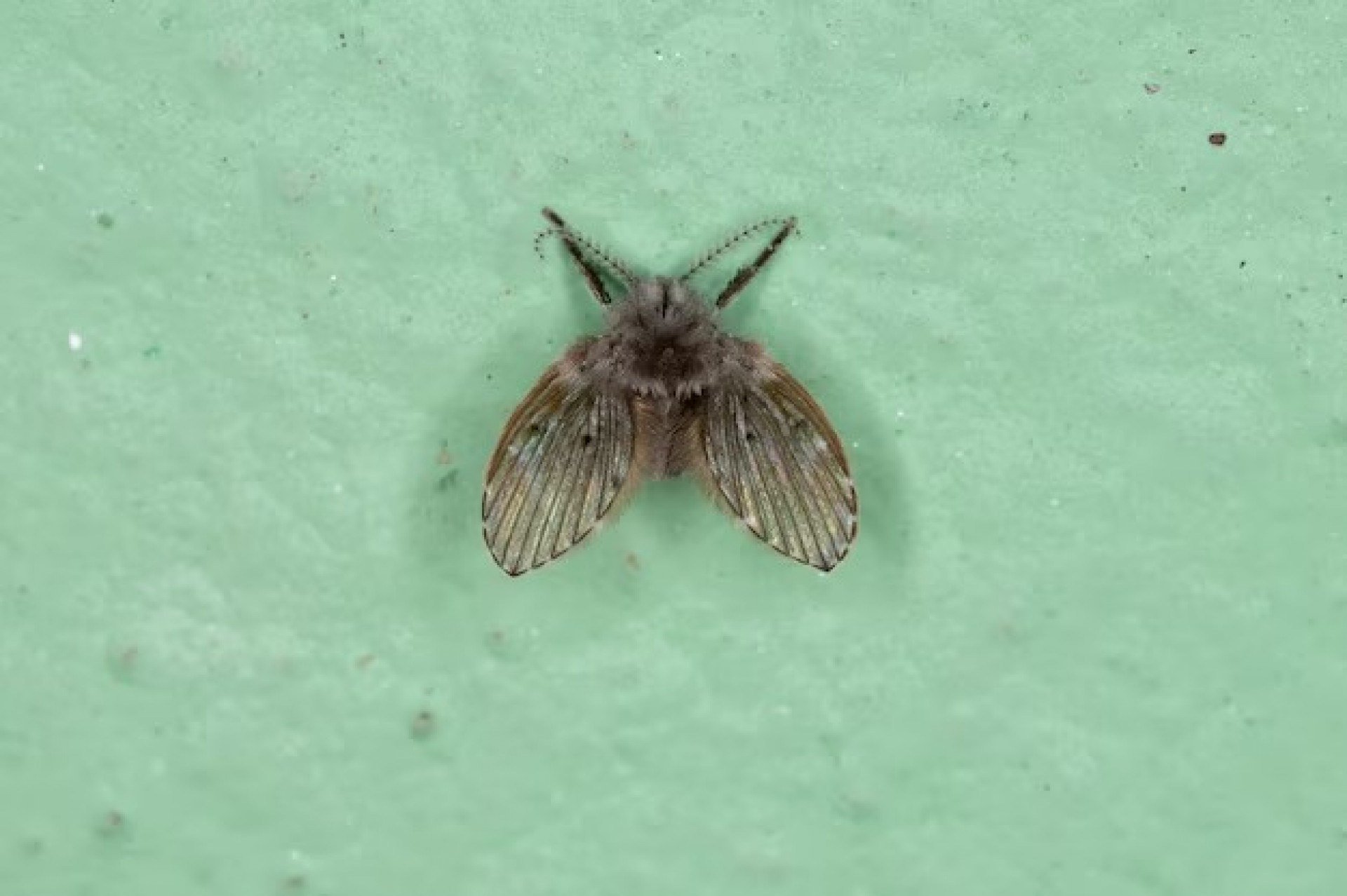 Imagem ilustrativa de uma mosca de banheiro