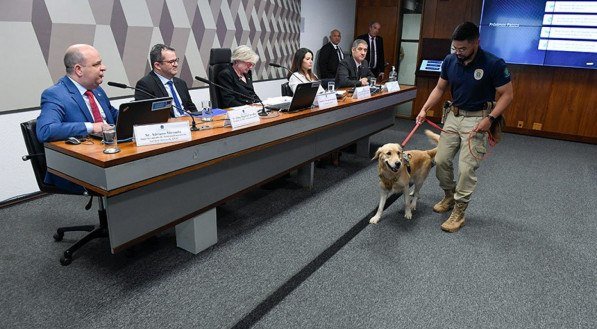 Donos de pets querem tratamento "humanizado" no transporte de animais domésticos em aviões 