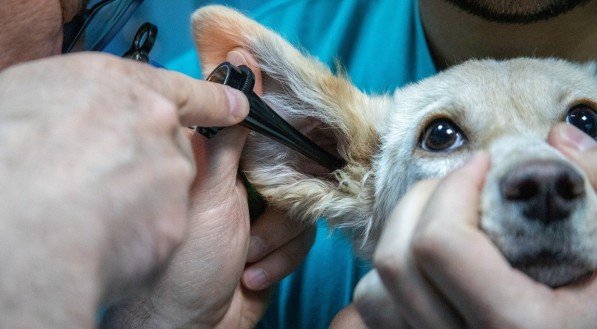 Dia do Veterinário é comemorado no dia 9 de setembro