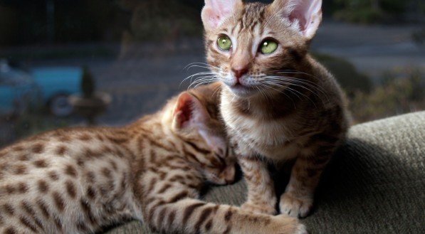 Dois Gatos da Raça Ocicat