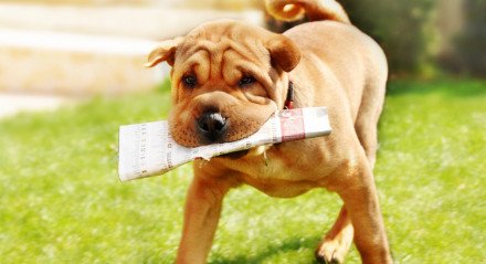 adorable shar pei dog carrying newspaper over green natural background outdoor