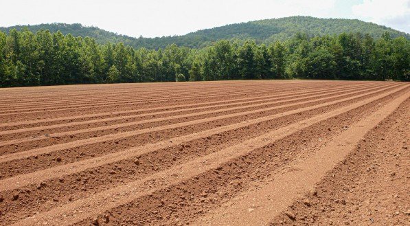 Imagem de lavoura, representado agronomia