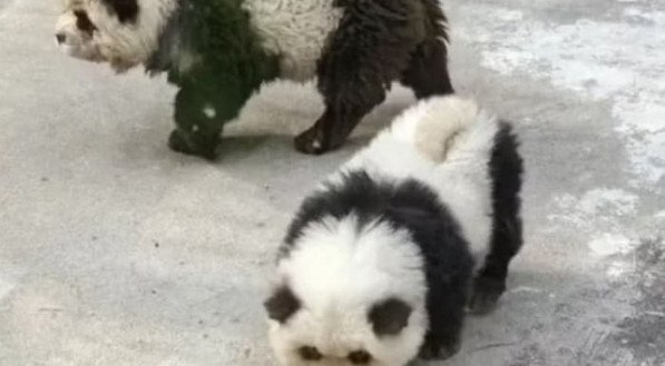 Imagem dos cachorros pinatados como panda