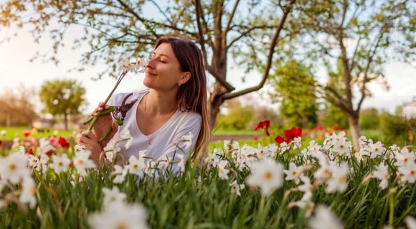 Jovem jardineiro colhe flores de narciso no jardim da primavera. Mulher feliz cheirando narciso floresce cortado com podador. 