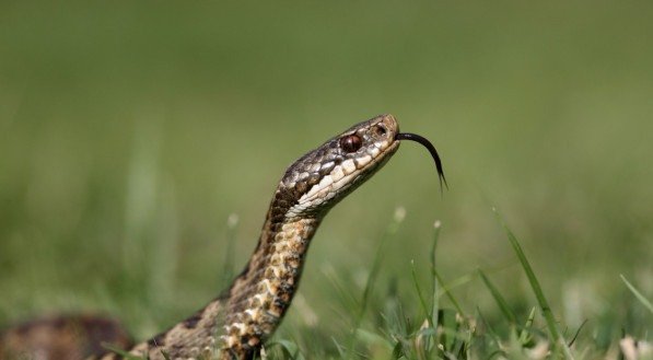 Imagem ilustrativa de uma cobra!