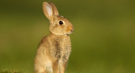 Com mais de 50 raças, os coelhos domésticos oferecem uma diversidade fascinante de tamanhos e características (Imagem: Giedriius | Shutterstock)