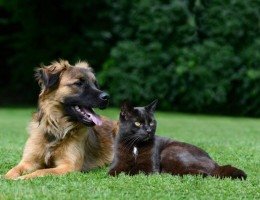 Caruaru realiza feira de adoção de pets nesta quarta (23); veja como funciona