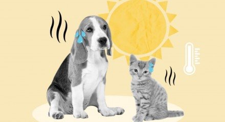 Altas temperaturas exigem cuidados especiais com os animais (Imagem: N Universe | Shutterstock)