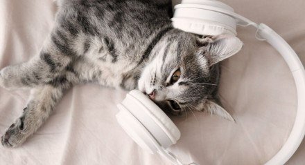 Os gatos não gostam de alguns sons devido à sua audição sensível (Imagem: Irina Shatilova | Shutterstock)