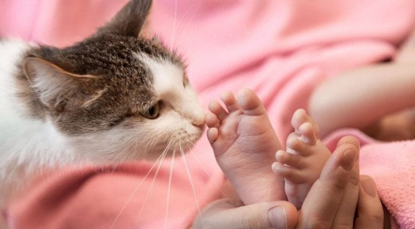 Alguns cuidados podem facilitar a adaptação do gato para a chegada do bebê (Imagem: Sergey Chirkov | Shutterstock)