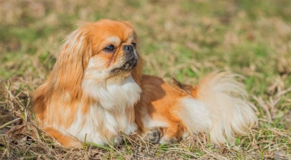 O pequinês é um cachorro corajoso e leal (Imagem: T.Den_Team | Shutterstock)