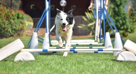 Alguns cachorros se destacam pela inteligência (Imagem: Marcel Blanc | Shutterstock)