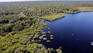 floresta