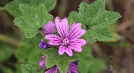 A malva é uma planta que oferece diversos benefícios à saúde (Imagem: Lewis Pidoux | Shutterstock)