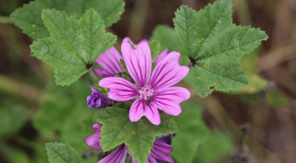 A malva é uma planta que oferece diversos benefícios à saúde (Imagem: Lewis Pidoux | Shutterstock)