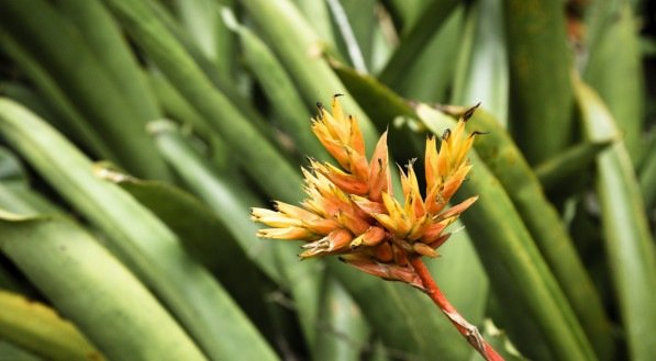 Planta camarão amarelo