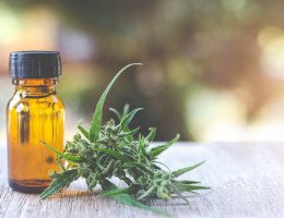 IFPE sedia debate sobre cannabis medicinal com foco no acesso a medicamentos e na lei do SUS em Pernambuco
