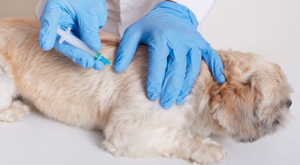 Vacinação em animais protege também seres humanos