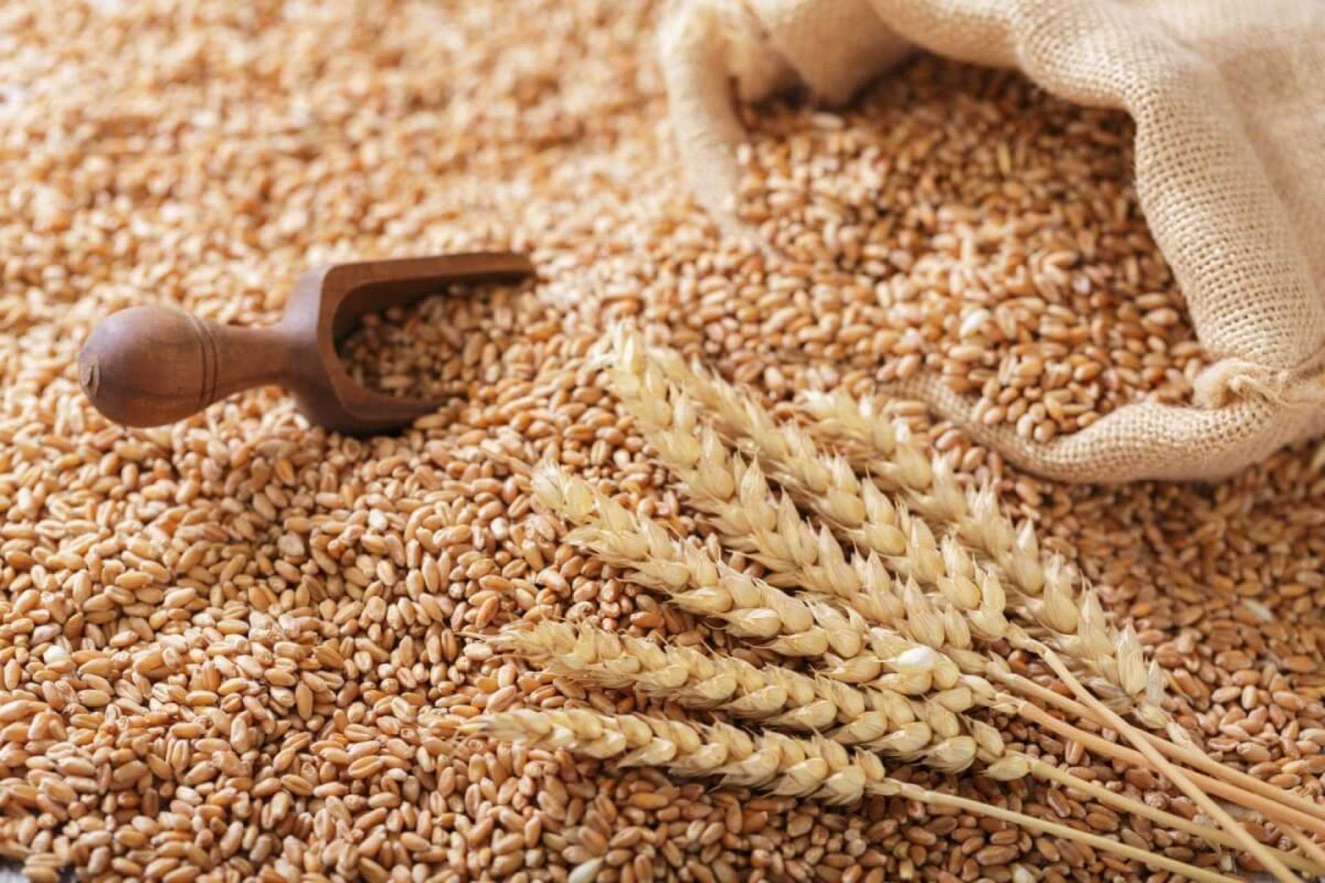 Adriano Batista Dias e Tarcisio Patricio de Araújo: Embrapa Trigo, 50 anos de inestimáveis serviços