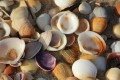 Catar conchas na praia