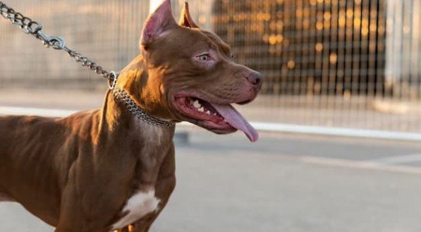 Imagem ilustrativa de um cachorro da raça pitbull