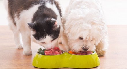 Com alimentos frescos e naturais, a dieta dos pets pode se tornar mais rica e equilibrada (Imagem: Monika Wisniewska | Shutterstock)