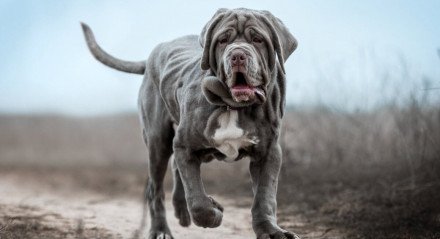 Os cachorros da raça mastiff têm um porte robusto, mas são conhecidos por sua personalidade dócil (Imagem: Photobox.ks | Shutterstock) 