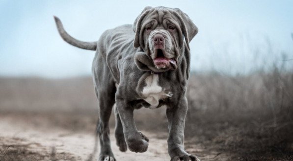 Os cachorros da raça mastiff têm um porte robusto, mas são conhecidos por sua personalidade dócil (Imagem: Photobox.ks | Shutterstock) 